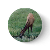 Elk- Yellowstone buttons