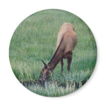 Elk - Yellowstone magnets