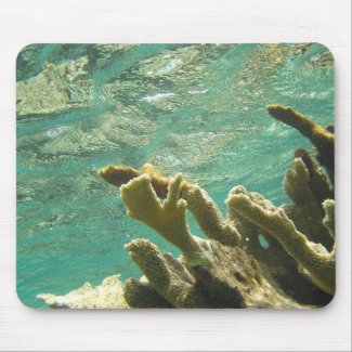Elkhorn coral in Florida Keys