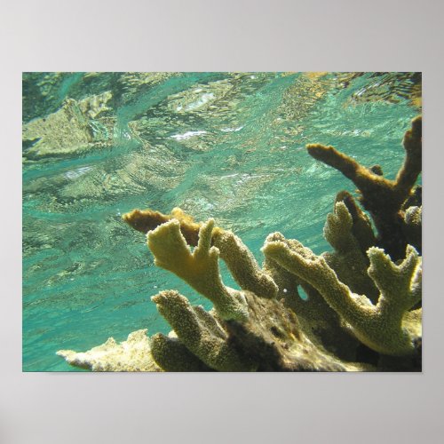 Elkhorn coral in Florida Keys Posters