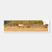 Elks Bumper Stickers