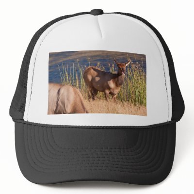 Elks Hat