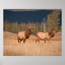 Elks Posters