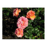 Elle Hybrid Tea Rose 148 Elle Hybrid Tea Rose 148