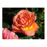 Elle Hybrid Tea Rose 150 Elle Hybrid Tea Rose 150