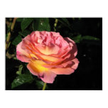 Elle Hybrid Tea Rose 152 Elle Hybrid Tea Rose 152