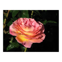 Elle Hybrid Tea Rose 152 posters