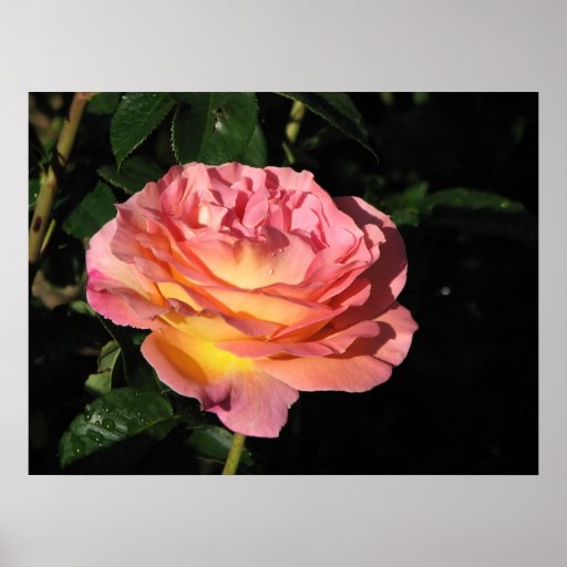 Elle Hybrid Tea Rose 152 Poster Zazzle 