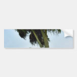 Ellen Browning Scripps Park In La Jolla Bumper Sticker