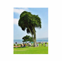 Ellen Browning Scripps Park In La Jolla photo sculptures