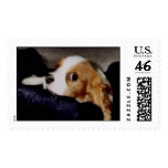 Ellens Dog Postage