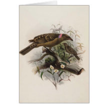 Elliot - Chlamydodera nuchalis - Great Bower-bird Card