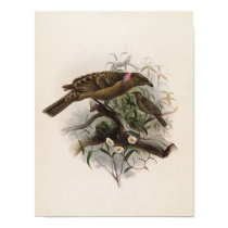 Elliot - Chlamydodera nuchalis - Great Bower-bird posters by LisasLair Elliot - Chlamydodera nuchalis - Great Bower-bird posters