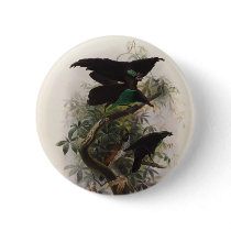 Elliot - Lophorina atra - Superb Bird Of Paradise buttons