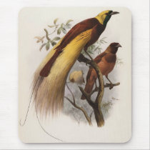 Elliot - Paradisea apoda -Greater Bird Of Paradise mousepads
