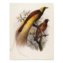 Elliot - Paradisea apoda -Greater Bird Of Paradise posters
