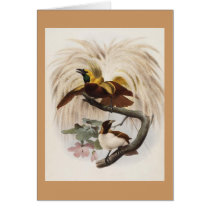 Elliot - Paradisea minor - Lesser Bird Of Paradise cards by LisasLair Elliot - Paradisea minor - Lesser Bird Of Paradise cards