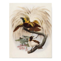 Elliot - Paradisea minor - Lesser Bird Of Paradise posters