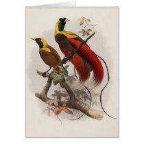 Elliot -Paradisea sanguinea - Red Bird Of Paradise cards