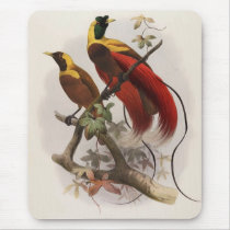 Elliot -Paradisea sanguinea - Red Bird Of Paradise mousepads