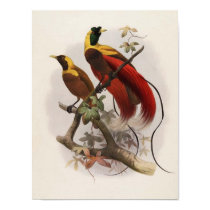 Elliot -Paradisea sanguinea - Red Bird Of Paradise posters