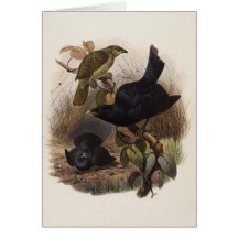 Elliot - Ptilorhynchus violaceus -Satin Bower-bird Cards