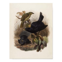 Elliot - Ptilorhynchus violaceus -Satin Bower-bird posters by LisasLair Elliot - Ptilorhynchus violaceus -Satin Bower-bird posters