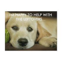 Elly the happy retriever post cards