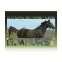 Elmhurst - '97 Breeders' Cup Sprint Winner Post Cards