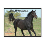 Elmhurst - '97 Breeders' Cup Sprint Winner Post Cards
