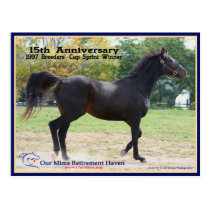 Elmhurst - '97 Breeders' Cup Winner postcards