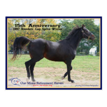 Elmhurst - '97 Breeders' Cup Winner Post Card