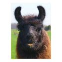 Elpaca Print
