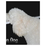 Elton Dog flyers