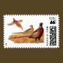 Elusive Pheasant Bird Hunting