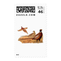 Elusive Pheasant Bird Hunting Postage Stamps
