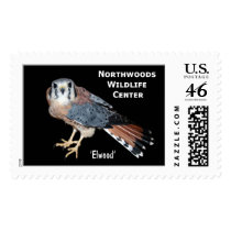 'Elwood' American Kestrel postage