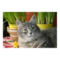 Emerald Eyes posters by Classic_Cat Emerald Eyes posters