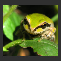 Emerald Frog - Portrait posters