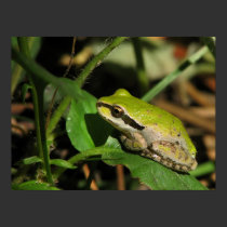 Emerald Frog posters