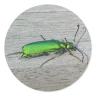 Emerald green Spanish Fly beetle sticker