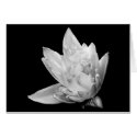 Emergence Greeting Card