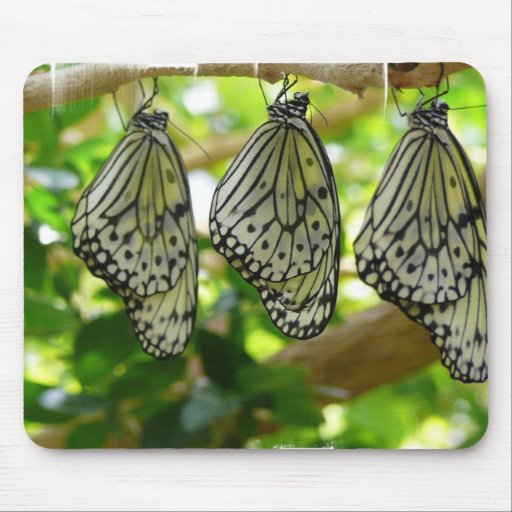 Emerging From Cocoons Mouse Pad