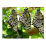 Emerging From Cocoons Postcard
