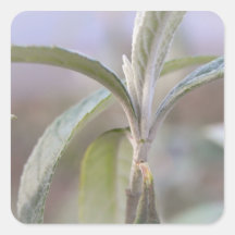 Emerging Growth - Buddleia Square Sticker
