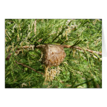 Emerging Mantis ~ card by Andy2302 Emerging Mantis ~ card