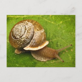 Emerging Snail