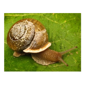 Emerging Snail