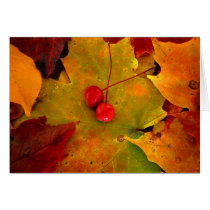 Emery's Porch II cards