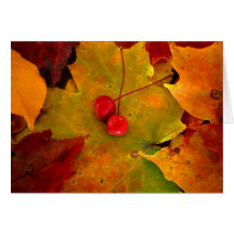 Emery's Porch III Cards